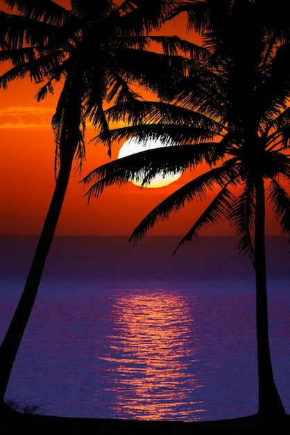 Photo nice sunset dark palm trees silhouettes on colorful tropical ocean sunset background