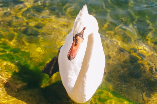 nice swan in the water