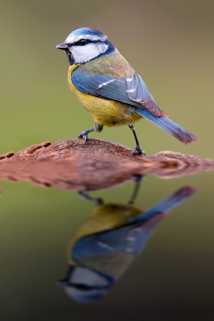 Nice tit with blue head 
