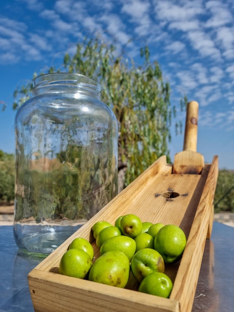 Bella composizione verticale della sessione di raccolta delle olive