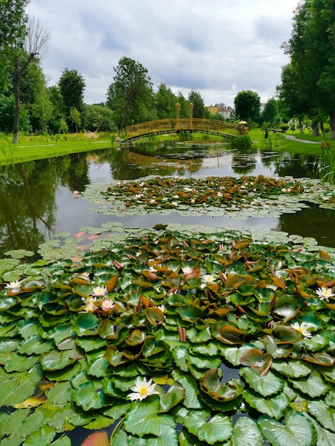 Nice view of the park with a bridge pond and blooming lotus and lilies in summer