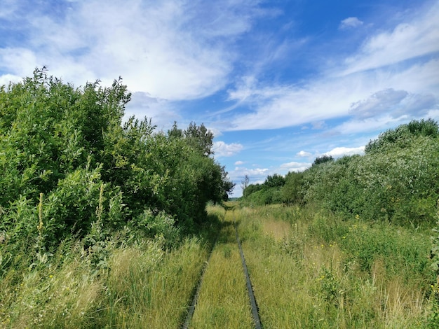 Nice view of the railway tracks in the forest Green fabulous view of trees in the forest