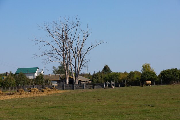 Nice view of the ranch, a farm with dry trees.