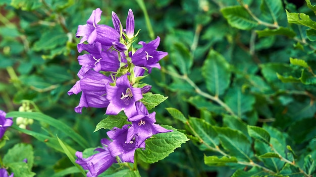 森の中の素敵な紫の花、ソチの夏