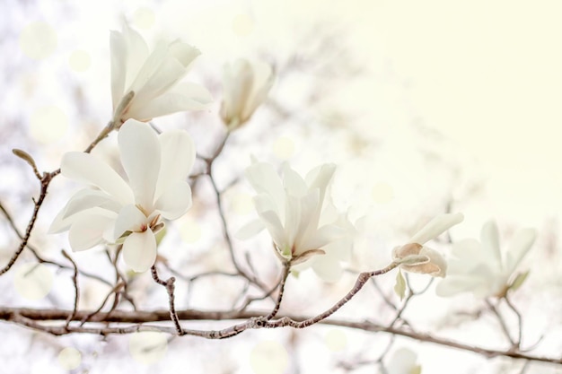 素敵な白いモクレンの木の花春の日がクローズアップ