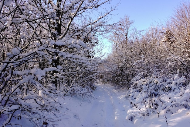 Nice winter path with snow sun and nature