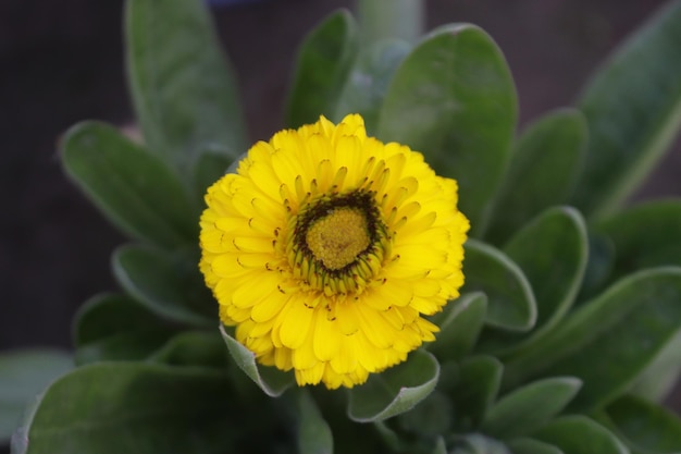 Nice yellow calendula flowers