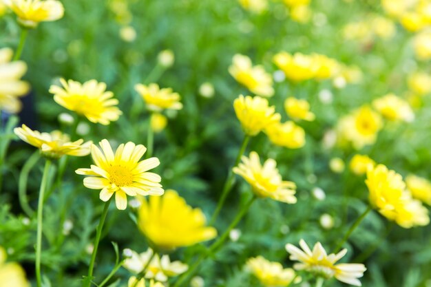 Nice yellow flowers.