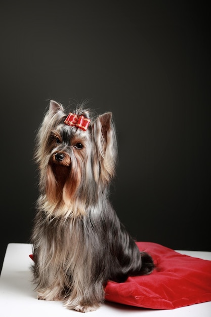 Nice yorkshire terrier dog