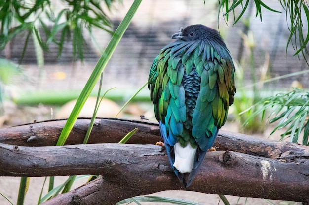 Nicobar pigeon bird rainbow colorful feathers natural habitat