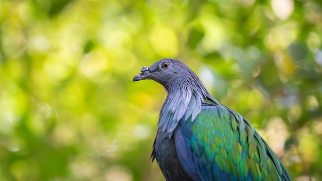 Photo nicobar pigeon bird