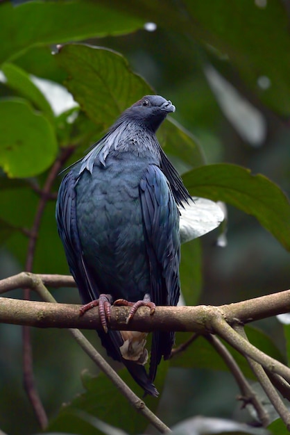 나무에 앉은 니코바르 비둘기 Caloenas nicobarica