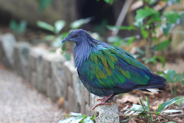 熱帯のニコバル鳩ニコバル鳩