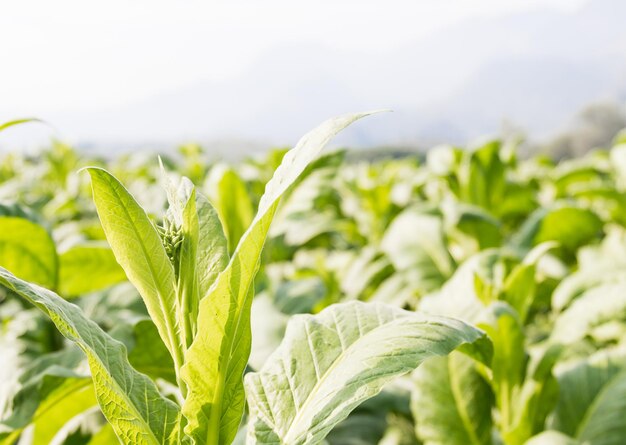 Травянистое растение Nicotiana tabacum