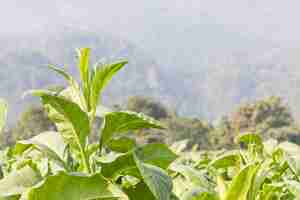 Photo nicotiana tabacum herbaceous plant