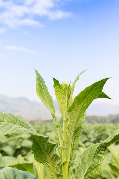 Photo nicotiana tabacum  herbaceous plant