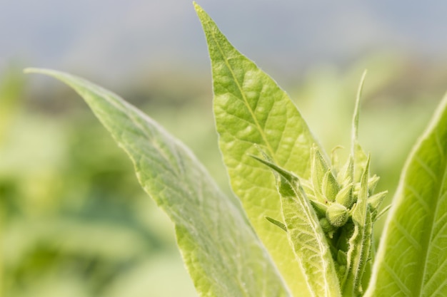 Nicotiana tabacum kruidachtige plant