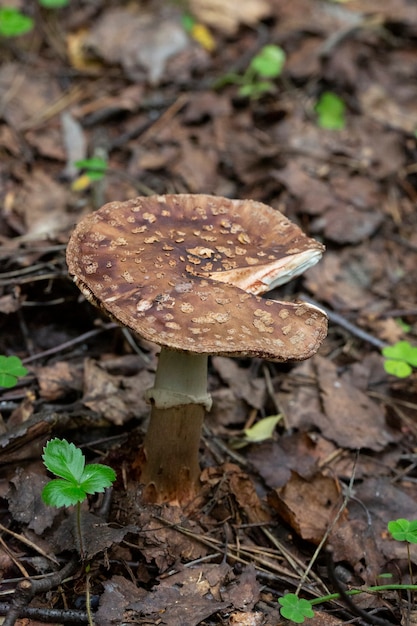 Niet eetbare paddenstoel amanita rubescens in bos