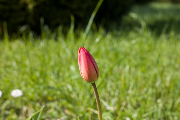 Niet geblazen knop van rode tulp