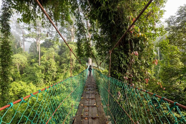 Niet-geïdentificeerde mensen bij hangbrug bij boomtopluifel in Danum Valley jungle Lahad Datu