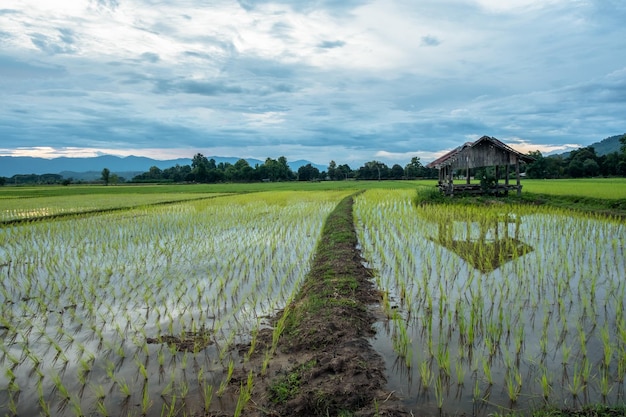 Nieuw aangeplante rijstvelden en oude hutten landelijke velden op het platteland