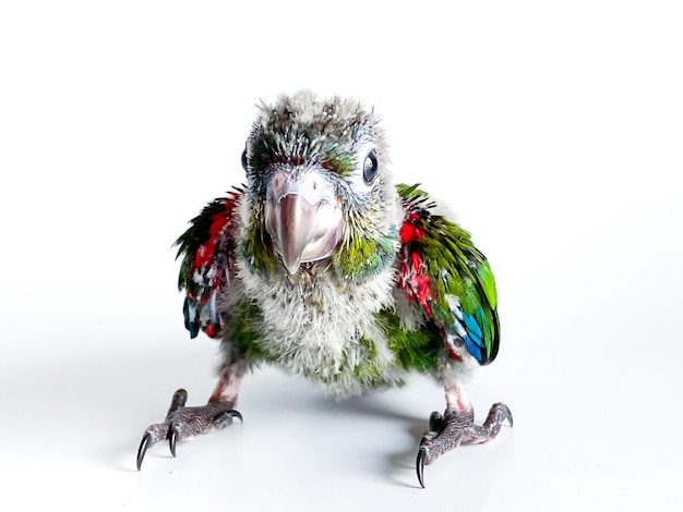 Nieuw geboren uit Crimson bellied conure papegaai op de witte achtergrond