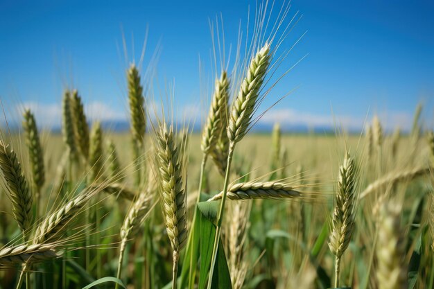 Nieuw gekweekte tarwe op een veld