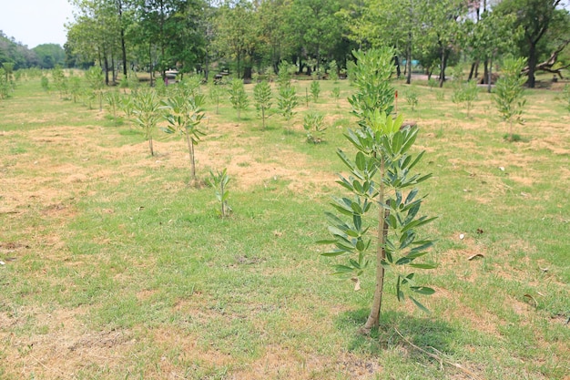 Nieuw geplante bomen op een rij in de tuin