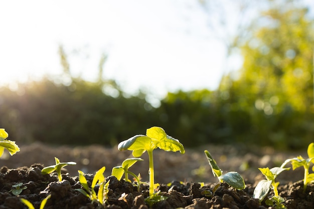 Nieuw leven jonge plant in zonlicht tuinieren