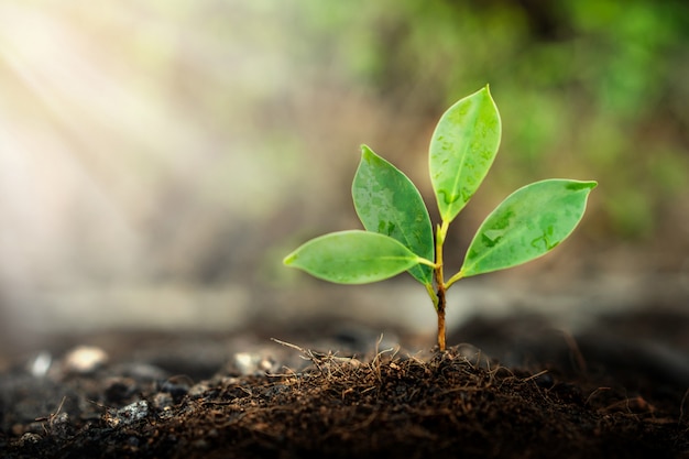 Nieuw leven van jonge plantzaailingen groeit in zwarte grond