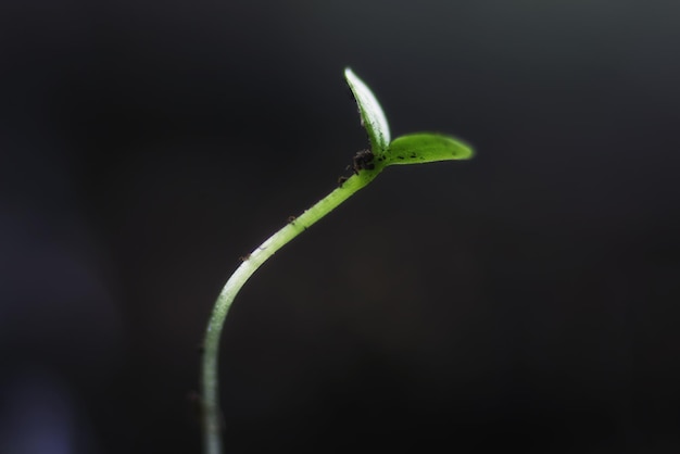 Nieuw zaad groen gras