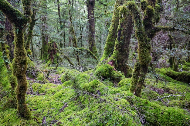 Nieuw-Zeeland tropisch oerwoudbos.