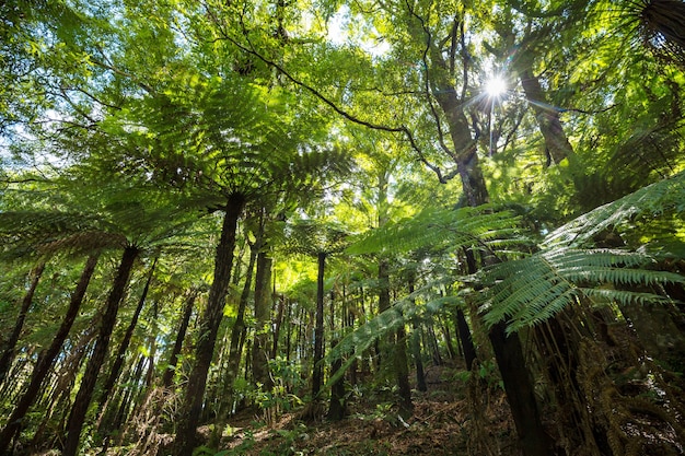 Nieuw-Zeeland tropisch oerwoudbos.