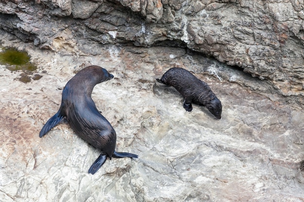 Nieuw-Zeelandse pelsrob (Arctocephalus forsteri)