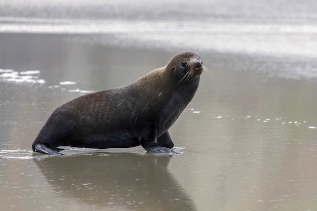 Nieuw-Zeelandse pelsrob (Arctocephalus forsteri)