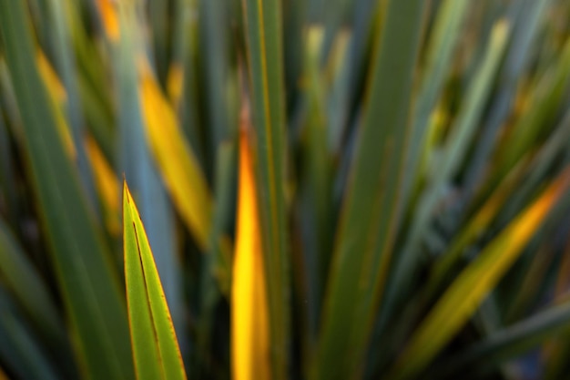 Nieuw-Zeelandse vlas verlaat phormium agavaceae tanax