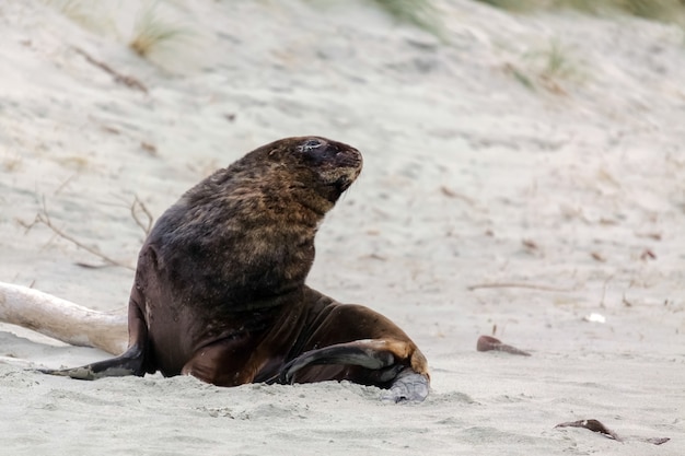 Nieuw-zeelandse zeeleeuw (phocarctos hookeri)