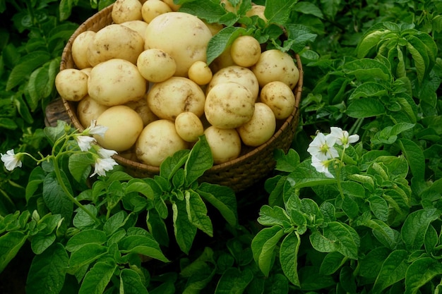 Nieuwe aardappelen oogsten in een rieten mand op een groen aardappelveld