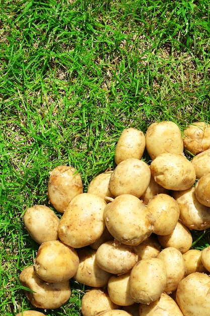 Foto nieuwe aardappelen op een achtergrond van groen gras