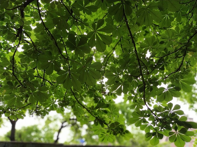 Nieuwe bladeren op een paardenkastanjeboom Kastanjebomen takken en bladeren in het bos van onderaf gefotografeerd met achtergrondverlichting Mooie plantachtergrond