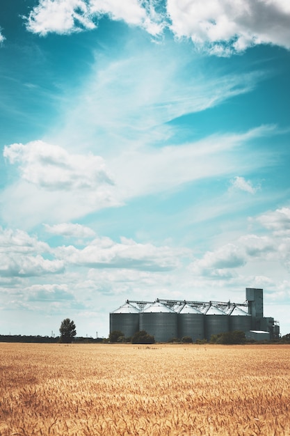 Nieuwe graanelevator op de achtergrond van een tarweveld