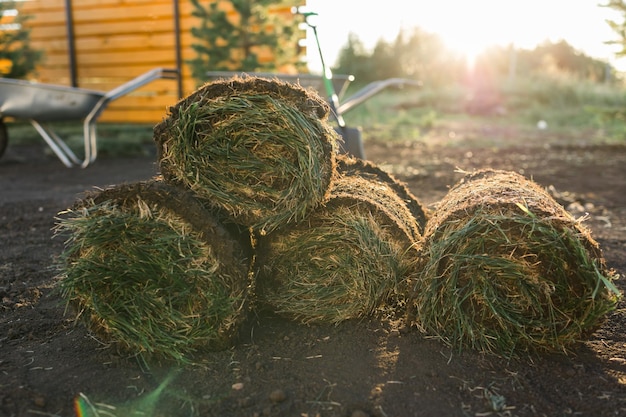 Nieuwe graszoden installeren vanuit een rol tuinbouwthema