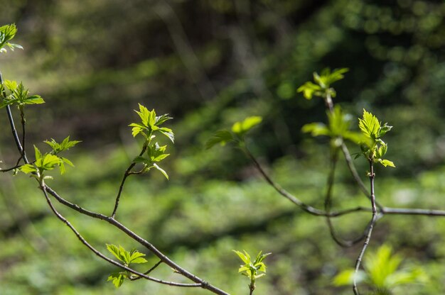 Nieuwe groene bladeren op de achtergrond van wazig bos Groen behang