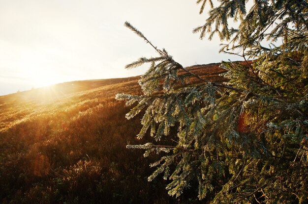 Nieuwe jaarboom met vorst bij majestueuze zonsopgang in het bergenlandschap.