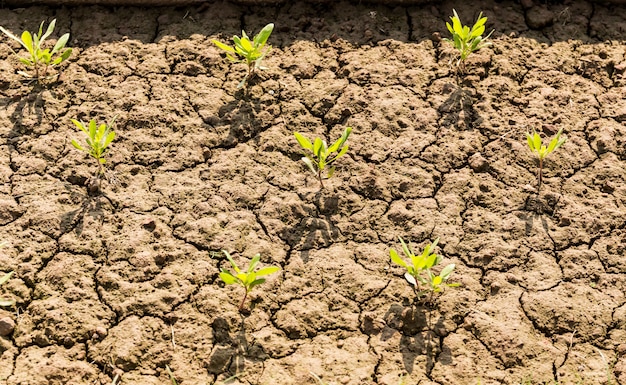 Nieuwe levensplant groeit in droge bodem en gebarsten grond in India.