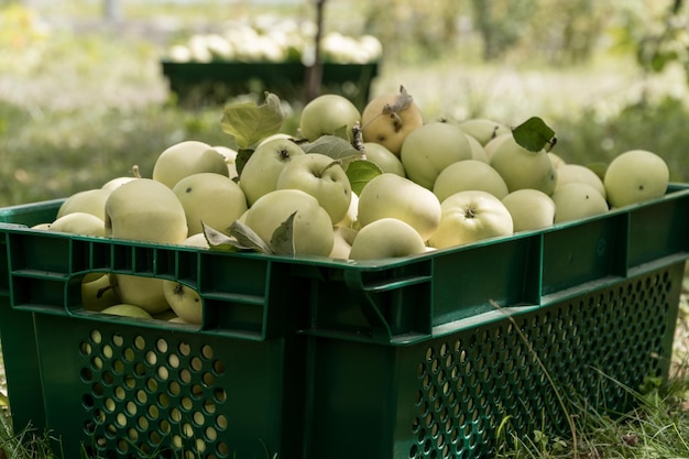 Nieuwe oogst vroeg appelras bilyi nalyv belyi naliv in Oekraïne