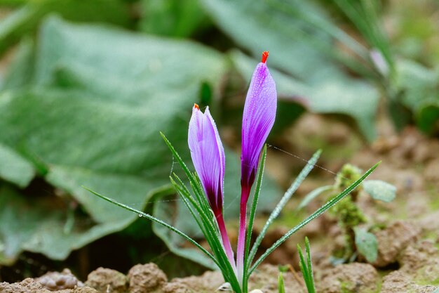 Nieuwe paarse saffraanbloemen in een veld tijdens de bloei in de oogsttijd.