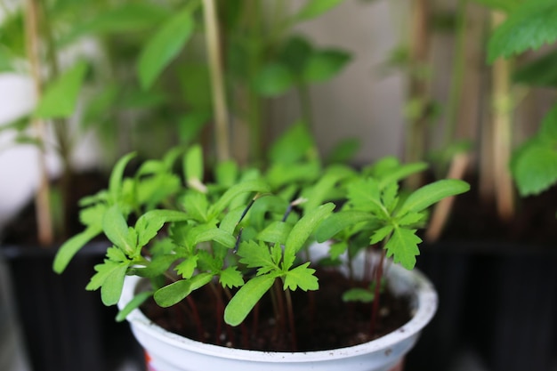 nieuwe pottuin planten