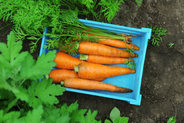 Nieuwe verse wortelen in houten mandje in de tuin