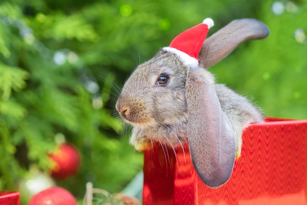 Foto nieuwjaar huisdier. klein konijntje, babykonijn in kerstmuts in geschenkdoos in de buurt van spar, kerstboom.